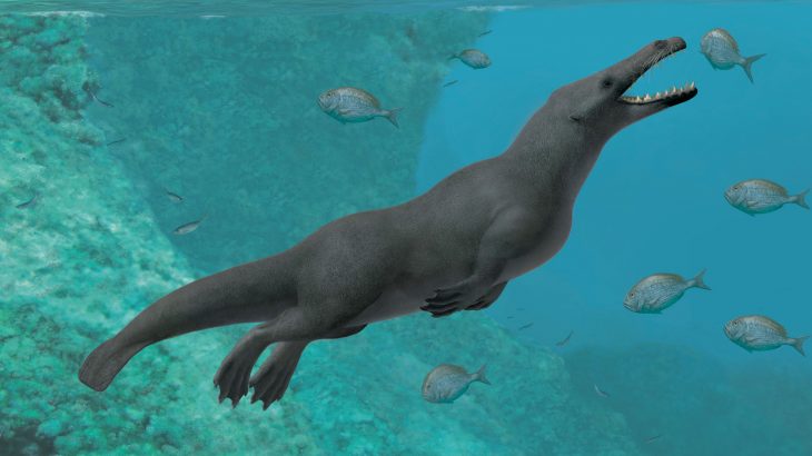 Researchers have unearthed a 42.6 million-year-old four-legged whale from ancient marine sediments on the coast of Peru.