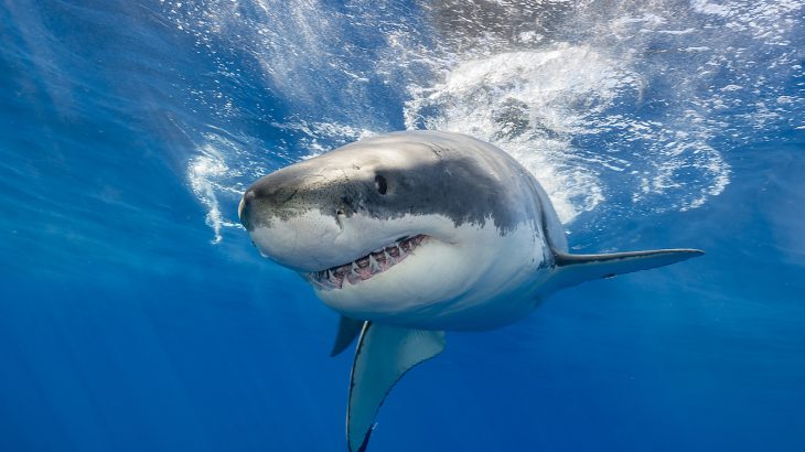 A new study has found that sharks have high concentrations of mercury as well as other dangerous heavy metals like arsenic and lead in their blood.