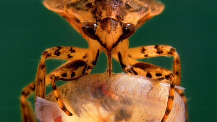 You would be hard pressed to find an aquatic insect more aggressive than giant water bugs, which have been known to go after ducks, fish, snakes, and even turtles.