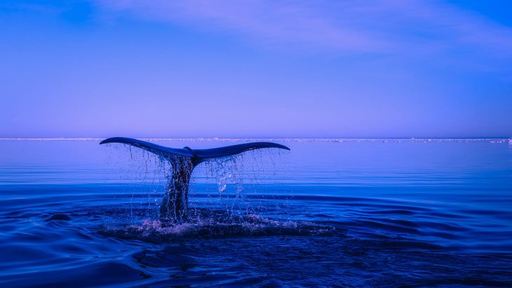 are whales mammals