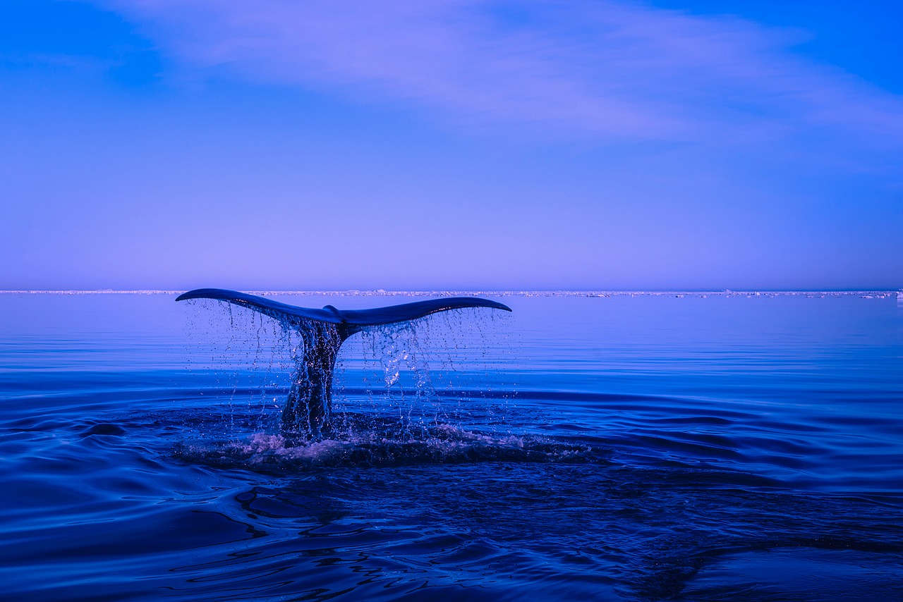 Are Dolphins, Sharks, and Whales Mammals? • Earth.com