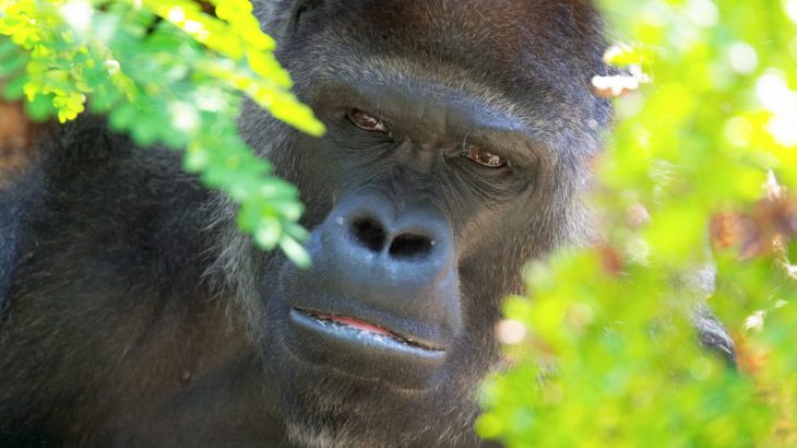 A new video released by the Daily Mail shows gorillas mourning dead loved ones. A growing body of research shows that humans aren't the only animals capable of grief.