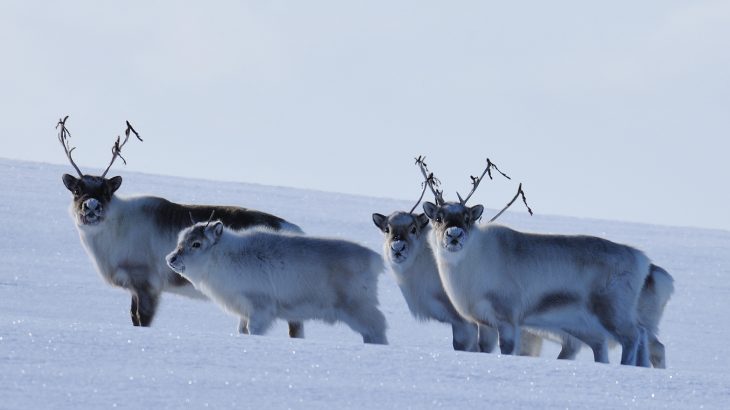Climate change is impacting the health of Arctic reindeer as they struggle to access the grass and plants that they need for survival.