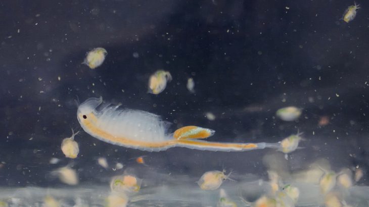 Both fragmentation and habitat loss are some of the main drivers of decreases in biodiversity, but the damage is actually double what was previously realized.