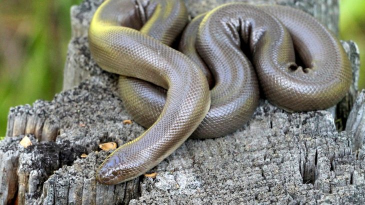 The rubber boa is not nearly so large as Kaa from The Jungle Book, with the larger females topping out at a bit under two feet.