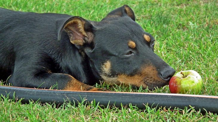 dog eat apple