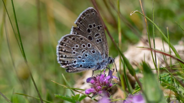 The annual UK Butterfly Monitoring Scheme has revealed that more than two-thirds of butterfly species returned in greater numbers in 2018 compared to the previous year.