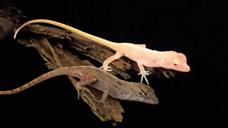 For the first time ever, four lizards have been genetically modified using the CRISPR-Cas9 gene editing tool.