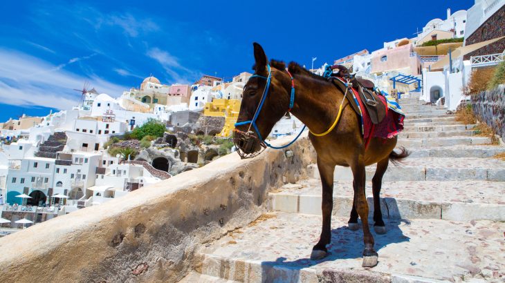 Local merchants in Santorini sell donkey rides to help carry passengers and their luggage from the island’s port to its capital, some 600 steep steps up.