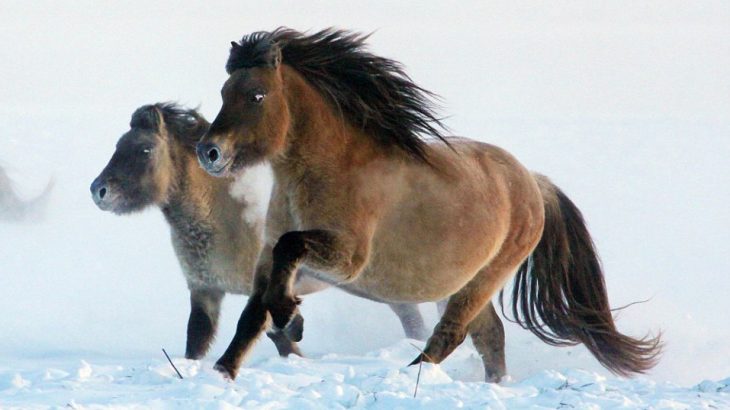 Researchers from Russia and South Korea are in the process of cloning a 42,000-year-old horse that has been extinct for around 4,000 years.