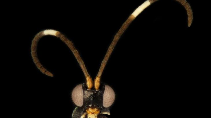 Ten new parasitic wasp species from Australia have been described by researchers from the University of Adelaide.