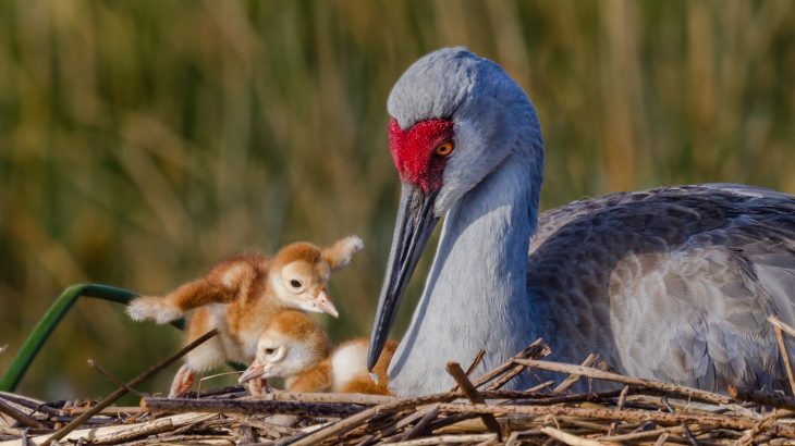 Springtime is one of the best times of year to get outside and watch birds as they migrate, lay eggs, and raise their young. Here are some tips.