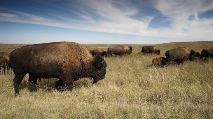 bison herd grassland