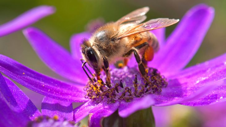 Pollinators like bees and butterflies promote flower growth whereas harmful herbivores promote the production of offspring via self-pollination.