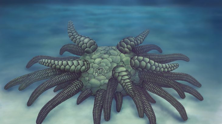 A fossil belonging to an extinct species of ancient marine life is being compared to Cthulu, the tentacled monster from H.P Lovecraft’s famous short story, “The Call of Cthulhu.”