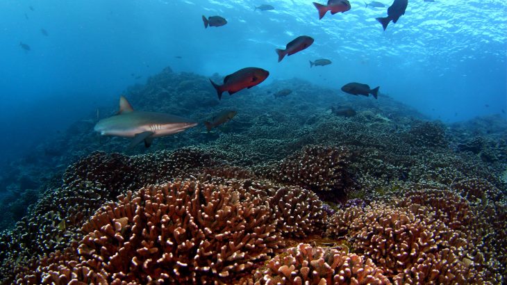 The microorganisms that help keep coral reef ecosystems healthy and thriving have different levels of activity at night and during the day.