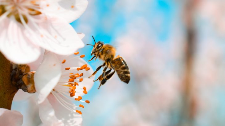 A new study has found that when used in conjunction with a popular fungicide, flupyradifurone is harmful to bees.