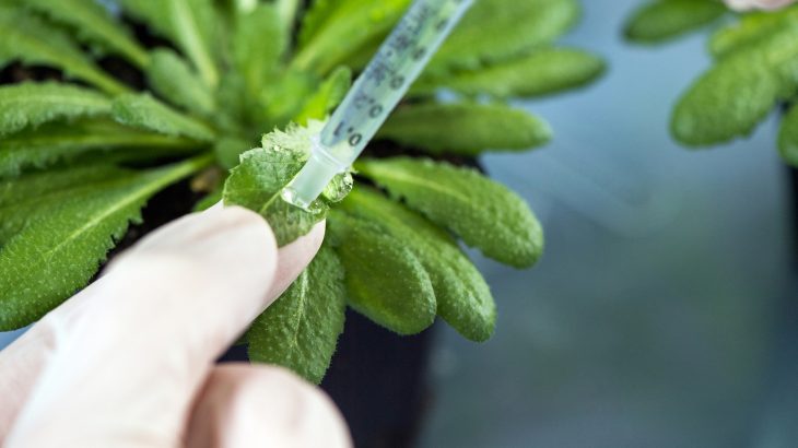 Researchers have discovered that receptors in plant cells identify bacteria through simple molecular building blocks.