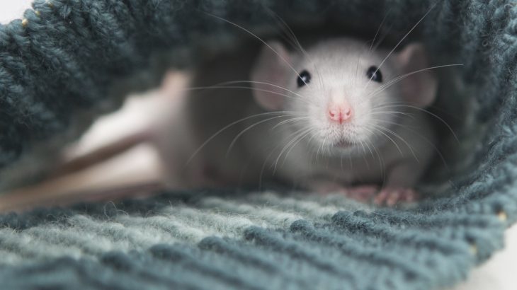 For the first time, scientists have observed in animals the ability to empathize and mirror another’s pain.