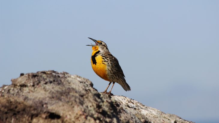 While most animals use the larynx to produce sounds, birds use an organ that is deep in the airway called a syrinx.