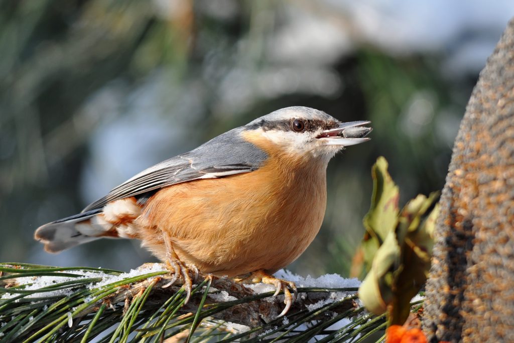 Harsh winters are significantly impacting bird populations •