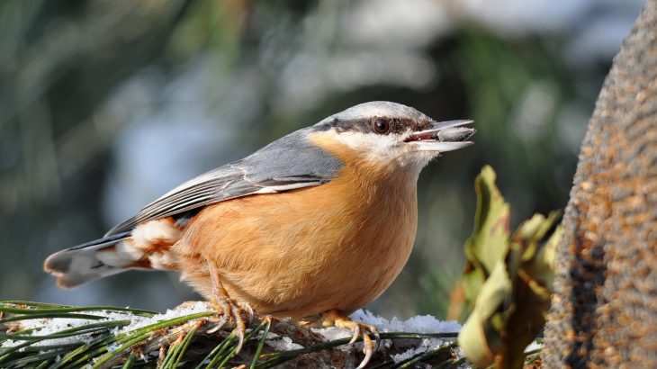 Harsh winter conditions negatively impact birds that are forced to leave their homes in northern forests and wander far from their normal ranges to find food.