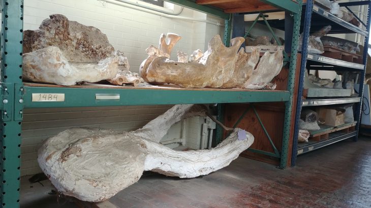 Dig sites near Beeville, Texas were once home to a lush Texas “Serengeti” with large elephant-like animals, rhinos, camels, and even antelopes.