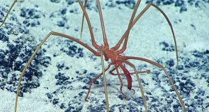 Sea spiders in Antarctica breathe through holes in their legs • Earth.com