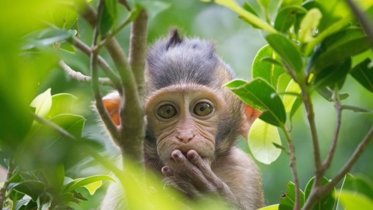 Researchers from the Kunming Institute of Zoology injected rhesus monkeys with human genes creating transgenic monkeys in a controversial new study.