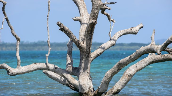 In response to the worrying rise in sea levels, ESA will launch its Copernicus Sentinel-6 mission to keep track of sea surface height within the next decade.