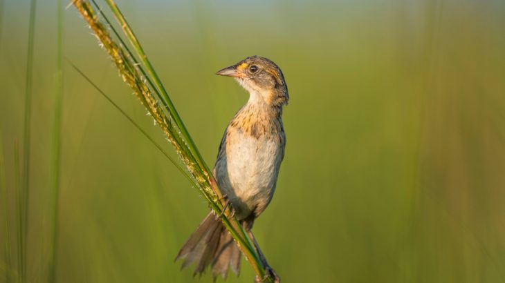 A new study is warning that some species of sparrows will vanish before the end of this century, as their natural habitats are wiped out.