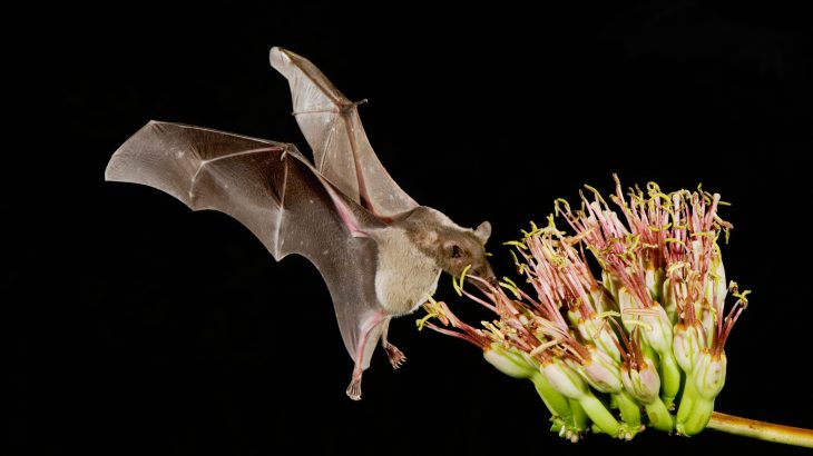 Bats are the bad boys of the sky, skulking past the moon at night and connected to the literature and film of our darkest fears and desires.