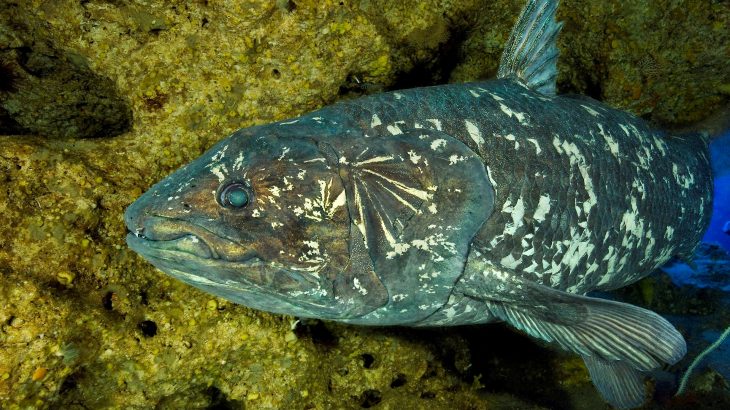 An analysis of the coelacanth, Latimeria chalumnae, is also answering questions about the skull and brain development of vertebrates.