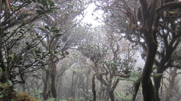 Scientists have found that climate change could shrink the Western Hemisphere’s prolific cloud forests as much as 90% by 2060.