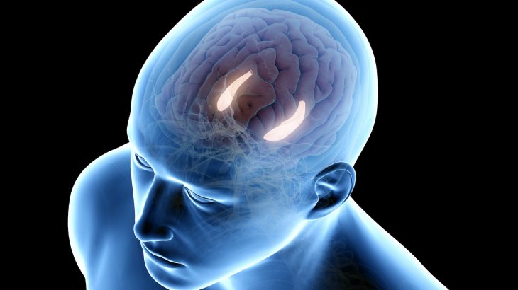 Researchers have found that stimulating the hippocampus, the part of the brain responsible for memory decline, of older adults improved memory.