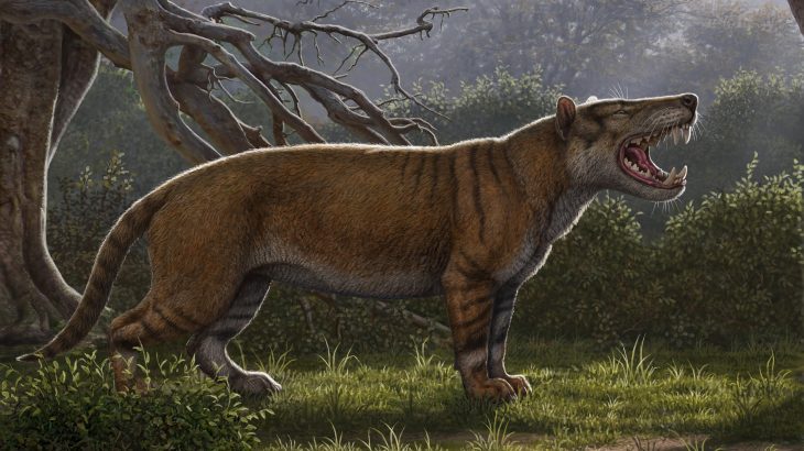 22 million-year-old fossils once belonged to a new species of a giant mammal that was bigger than a polar bear.