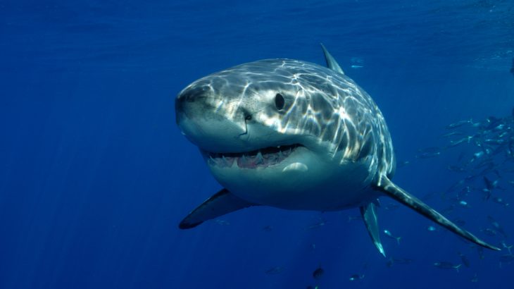 Even great white sharks, an apex predator of the ocean, would rather not face off against orca whales, according to a new study.
