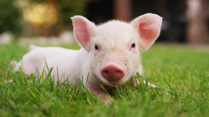 Researchers from Yale University successfully restored some cellular activity in a decapitated pig's brain four hours after its death.