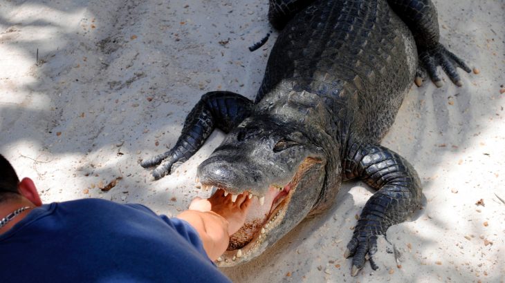 The history of alligator wrestling is entwined with the history of oppression of Native Americans in the Deep South.