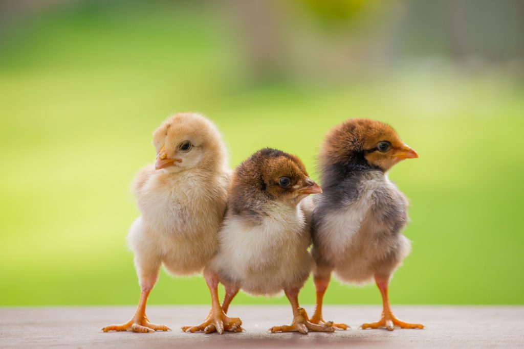 Why do some animals eat their young? •