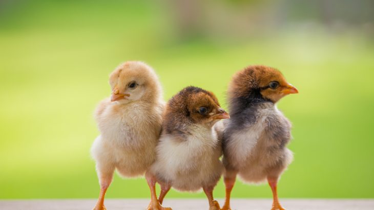 Many animals have been documented eating or abandoning some of their young, but the reason for this cannibalistic behavior has puzzled the scientific community until now.