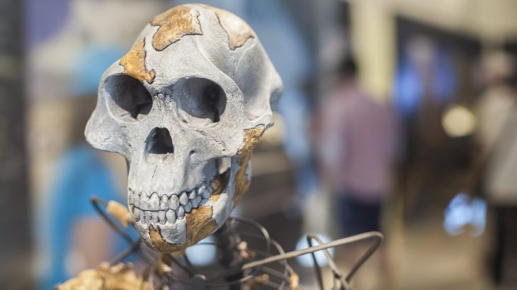 Based on remains recovered in northern Greece, experts believe that a previously unidentified group of hominins may have emerged in southeastern Europe.