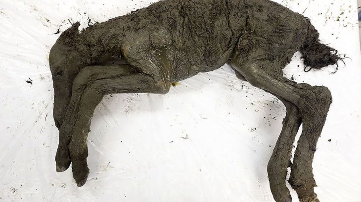 Researchers looking for mammoth tusks in Russia uncovered a 42,000-year-old frozen foal carcass that still contains liquid blood and urine.
