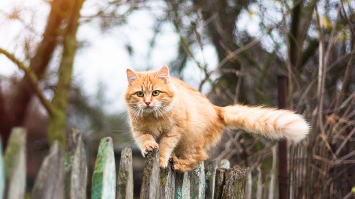 A team of researchers has found that domestic cats who spend time outdoors are three times more likely to pick up contagious diseases compared to indoor-only cats.