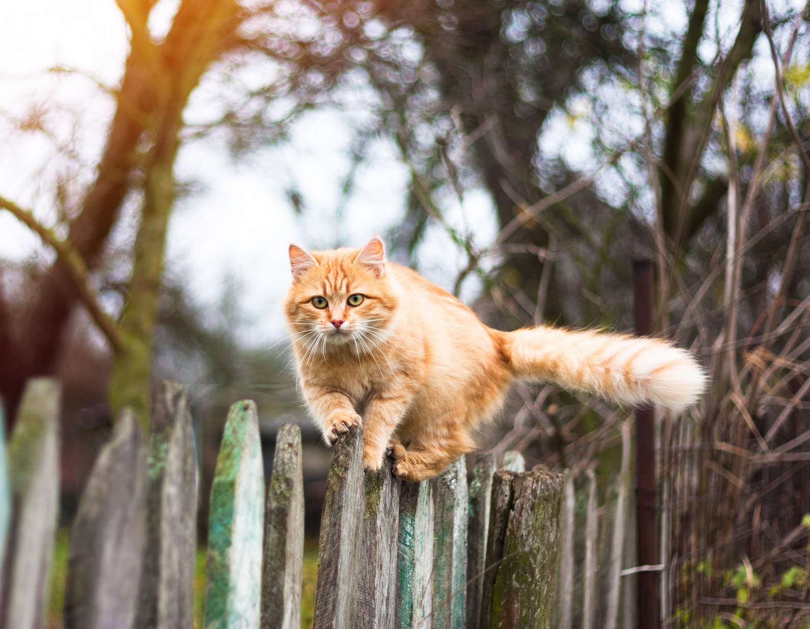 Outdoor cats are 3 times more likely to carry infections that cause