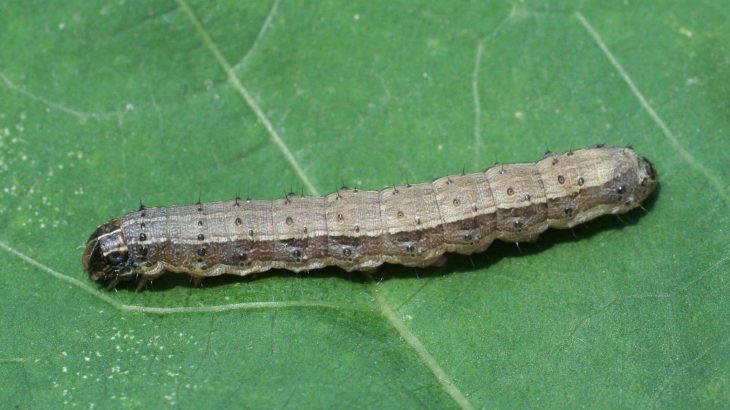 Researchers from the University of Florida and the US Department of Agriculture may have discovered a simple, non-invasive solution to help manage armyworm infestations.