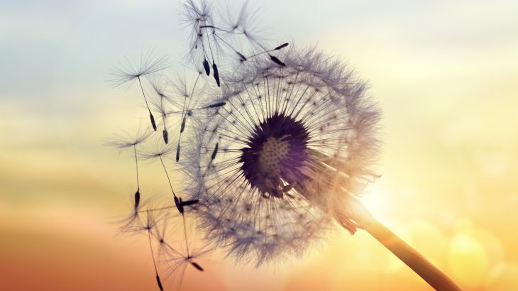 A new study from Washington University in St. Louis has revealed that competition among seeds contributes to rapid plant evolution.