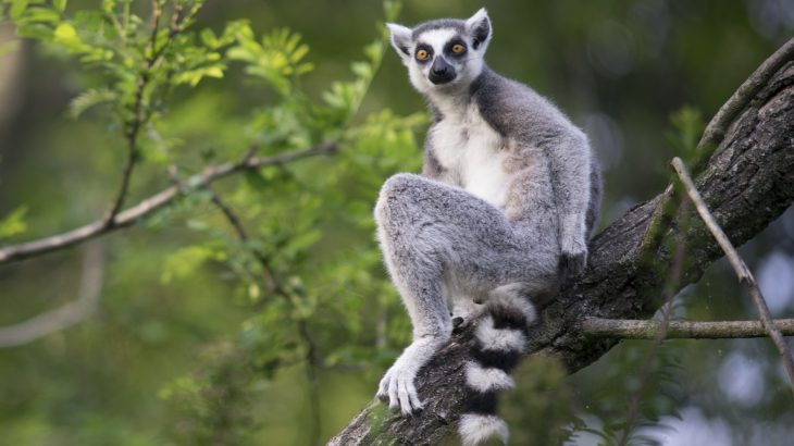 Vohibola is a biodiversity hotspot and one of the last remaining major forests in the country of Madagascar.