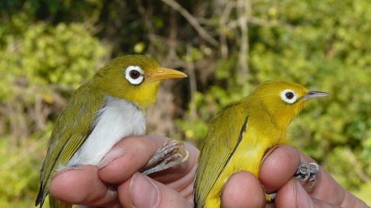Zoologists at Trinity College Dublin have discovered two new bird species in the Wakatobi Archipelago of Sulawesi, Indonesia.
