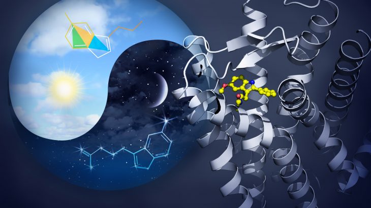 Better understanding of how melatonin receptors work could help scientists design better drugs to fight sleep disorders, Type 2 diabetes, and even cancer.